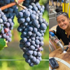 Critical workforce gaps in the BC wine industry