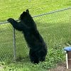 Kelowna woman comes ‘face to face’ with black bear in her backyard