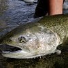 After a 1,000-km journey, lone chinook salmon makes ‘milestone’ return home to Okanagan Lake