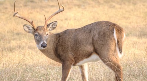 Police warn pet owners to be cautious around deer after dog killed