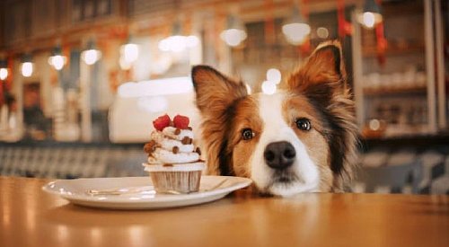 Doggie cafe and canine social club to open Wednesday in downtown Kelowna