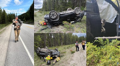 Dog that went missing after crash near Big White found safe after 3 days