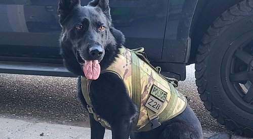 Kamloops police dog Neeka retiring at age 6 due to medical reasons