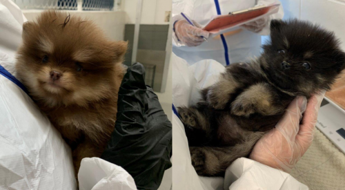 32 Pomeranian dogs seized from ‘irresponsible’ breeder in the Okanagan after puppies die from parvo