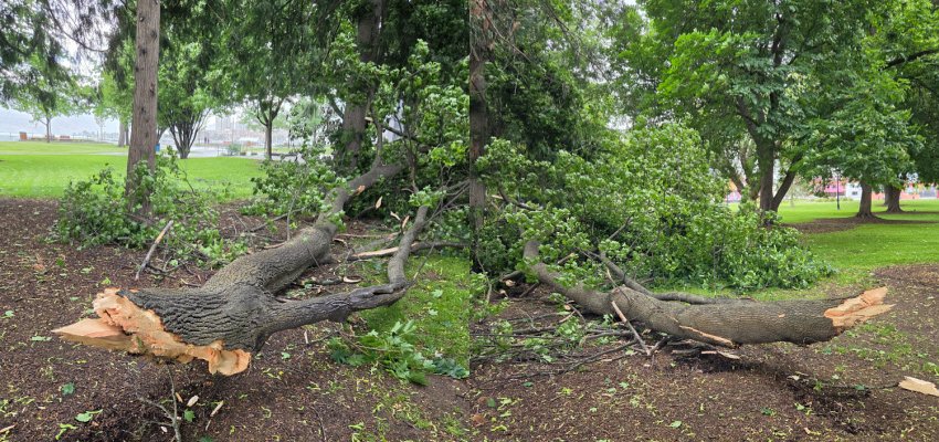 Near miss in City Park as Kelowna windstorm brings down huge tree branch
